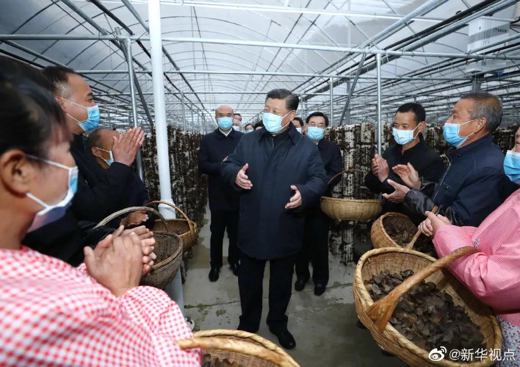 “小木耳，大产业” 习近平为它点赞